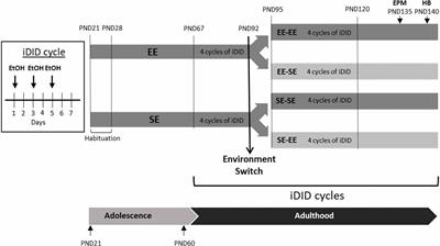 Environmental Enrichment During Adolescence Acts as a Protective and Therapeutic Tool for Ethanol Binge-Drinking, Anxiety-Like, Novelty Seeking and Compulsive-Like Behaviors in C57BL/6J Mice During Adulthood